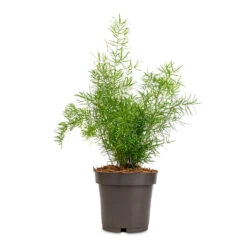 Asparagus Densiflorus Sprengeri - Emerald Feather Fern -Plant potted plants Asparagus densiflorus Myersii Foxtail Fern 12x30cm