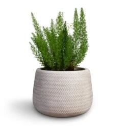 Angle Darcy Plant Pot - White 8 Angle Darcy Plant Pot - White -Plant potted plants Asparagus densiflorus Myersii Foxtail Fern 17x45cm Angle Darcy Plant Pot White 34.5x24cm 2