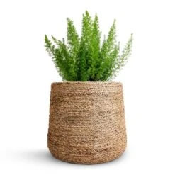 Asparagus Densiflorus Myersii - Foxtail Fern 24 Asparagus Densiflorus Myersii - Foxtail Fern -Plant potted plants Asparagus densiflorus Myersii Foxtail Fern 17x60cm Patt Plant Pot Straw Grass 25x22cm