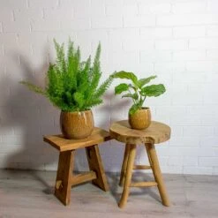 Asparagus Densiflorus Myersii - Foxtail Fern 32 Asparagus Densiflorus Myersii - Foxtail Fern -Plant potted plants Asparagus densiflorus Myersii Foxtail Fern Calathea orbifolia mischa caramel plant pot e4d49e01 2bd8 4947 8f7b 7f7f5c325a3c