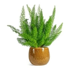 Asparagus Densiflorus Myersii - Foxtail Fern 22 Asparagus Densiflorus Myersii - Foxtail Fern -Plant potted plants Asparagus densiflorus Myersii Foxtail Fern Mischa Plant Pot Caramel