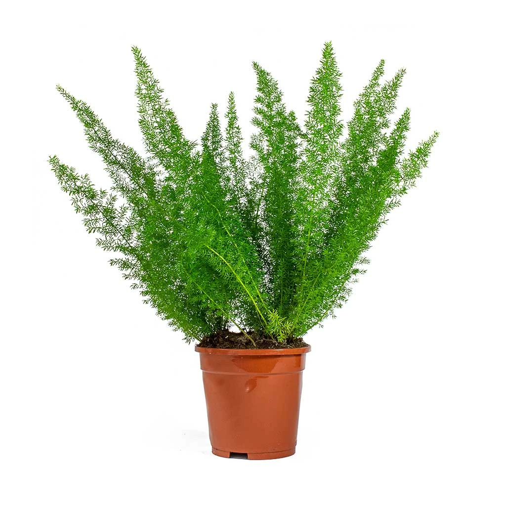 Asparagus Densiflorus Myersii - Foxtail Fern 11 Asparagus Densiflorus Myersii - Foxtail Fern - Image 9