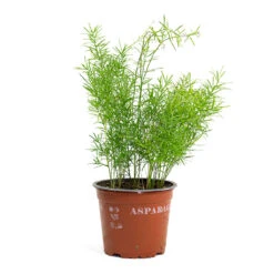 Asparagus Densiflorus Sprengeri - Emerald Feather Fern -Plant potted plants Asparagus densiflorus Sprengeri Emerald Feather Fern 12cm