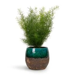 Lindy Plant Pot - Black Green -Plant potted plants Asparagus densiflorus Sprengeri Emerald Feather Fern 12x30cm Lindy Plant Pot Black Green 19x16cm 0a45d4e0 b2e5 41bd b0bc df73db86c54b