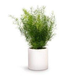 Asparagus Densiflorus Sprengeri - Emerald Feather Fern -Plant potted plants Asparagus densiflorus Sprengeri Emerald Feather Fern 12x30cm Puk Planter Matt White 15x15cm
