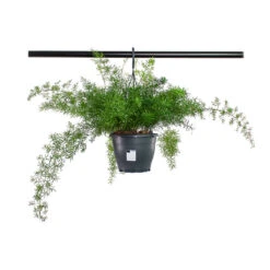 Asparagus Densiflorus Sprengeri - Emerald Feather Fern -Plant potted plants Asparagus densiflorus Sprengeri Emerald Feather Fern 19cm