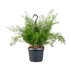 Asparagus Densiflorus Sprengeri - Emerald Feather Fern -Plant potted plants Asparagus densiflorus Sprengeri Emerald Feather Fern 19x60cm