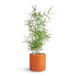 Hadleigh Plant Pot - Amber 18 Hadleigh Plant Pot - Amber -Plant potted plants Asparagus falcatus Sicklehorn 12x40cm Hadleigh Plant Pot Amber 14x13cm