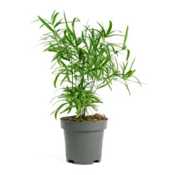 Asparagus Falcatus - Sicklethorn -Plant potted plants Asparagus falcatus Sicklethorn 12cm New