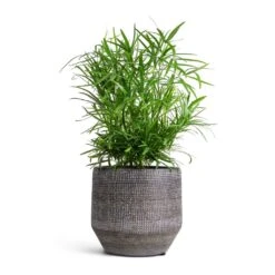 Asparagus Falcatus - Sicklethorn -Plant potted plants Asparagus falcatus Sicklethorn 12x40cm Norell Plant Pot Latte Brown 15x13cm 45af337a e494 468c 94ea 054139d40b5d