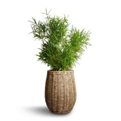 Asparagus Falcatus - Sicklethorn -Plant potted plants Asparagus falcatus Sicklethorn 17x45cm Siona Wikr Plant Baskets Set3 Natural 2e6ed18d 5a7f 43aa bf42 5b81f14d0abd