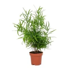 Asparagus Falcatus - Sicklethorn -Plant potted plants Asparagus falcatus Sicklethorn Small