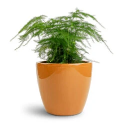 Asparagus Setaceus - Lace Fern 23 Asparagus Setaceus - Lace Fern -Plant potted plants Asparagus setaceus Lace Fern 12x35cm Sven Plant Pot Mandarin 16x13cm