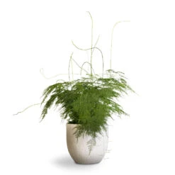 Asparagus Setaceus - Lace Fern 27 Asparagus Setaceus - Lace Fern -Plant potted plants Asparagus setaceus Lace Fern 21x50cm Cas Plant Pot Cool Grey 25x23cm
