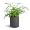 Asparagus Setaceus - Lace Fern -Plant potted plants Asparagus setaceus Lace Fern 21x50cm Puk Plant Pot Black Washed 25x25cm