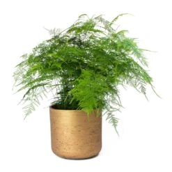 Asparagus Setaceus - Lace Fern 33 Asparagus Setaceus - Lace Fern -Plant potted plants Asparagus setaceus Lace Fern Charlie Metallic Copper Plant Pot