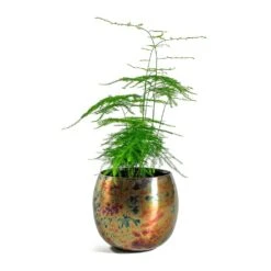 Kian Metal Plant Pots - Set Of 3 - Large - Sky Burn -Plant potted plants Asparagus setaceus Lace Fern Kian Metal Plant Pots Set of 3 Large Sky Burn 5a4f7898 3bd3 467e 8bf2 18f6960f7d26