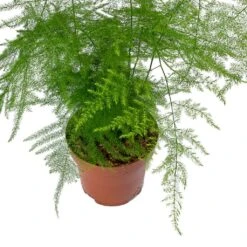 Asparagus Setaceus - Lace Fern 29 Asparagus Setaceus - Lace Fern -Plant potted plants Asparagus setaceus Lace Fern Leaves