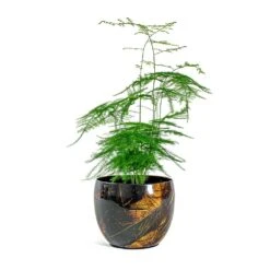 Asparagus Setaceus - Lace Fern 32 Asparagus Setaceus - Lace Fern -Plant potted plants Asparagus setaceus Lace Fern Vive Metal Plant Pots Set of 3 Lava
