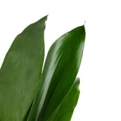 Aspidistra - Cast Iron Plant -Plant potted plants Aspidistra Cast Iron Plant 13x50cm 3