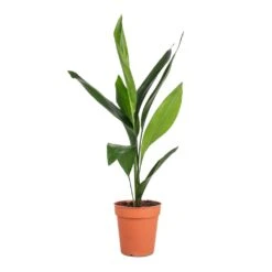 Aspidistra - Cast Iron Plant -Plant potted plants Aspidistra Cast Iron Plant 13x50cm 4