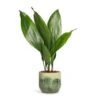 Aspidistra - Cast Iron Plant -Plant potted plants Aspidistra Cast Iron Plant 13x50cm Moon Plant Pot Jungle 15x13cm c0c3f8bc d5f1 4c65 a265 96183b87e40f