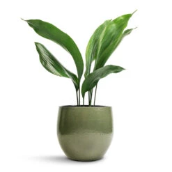 Aspidistra - Cast Iron Plant -Plant potted plants Aspidistra Cast Iron Plant 13x50cm Zembla Plant Pot Green 18x16cm