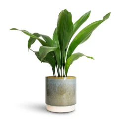 Copenhagen Plant Pot - Aqua -Plant potted plants Aspidistra Cast Iron Plant 15x60cm Copenhagen Plant Pot Aqua 18.5x19.5cm