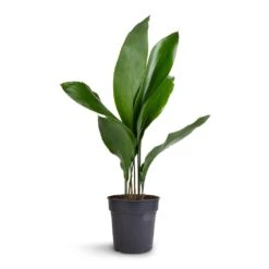 Aspidistra - Cast Iron Plant -Plant potted plants Aspidistra Cast Iron Plant 15x60cm 99aef96f a9bd 424d 852b 74f9dbbdc04a