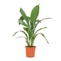 Aspidistra - Cast Iron Plant -Plant potted plants Aspidistra Cast Iron Plant 17x70cm