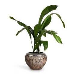 Aspidistra - Cast Iron Plant -Plant potted plants Aspidistra Cast Iron Plant 17x80cm Luxe Lite Layer Globe Planter Bronze 28x20cm de5057ff 148b 4c39 9039 d945d87d5572