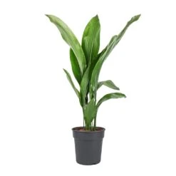 Aspidistra - Cast Iron Plant -Plant potted plants Aspidistra Cast Iron Plant 19x80cm