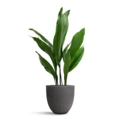 Aspidistra - Cast Iron Plant -Plant potted plants Aspidistra Cast Iron Plant 19x80cm Mini Jesslyn Plant Pot Black Washed 25x21cm