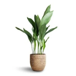 Aspidistra - Cast Iron Plant -Plant potted plants Aspidistra Cast Iron Plant 21x90cm Cas Plant Pot Sahara 25x23cm b9a980d0 8ab9 4868 a962 8d07c25c75fe