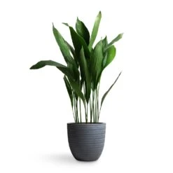 Angle Couple Plant Pot - Grey -Plant potted plants Aspidistra Cast Iron Plant 24x110cm Angle Couple Plant Pot Grey 30x28cm