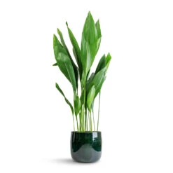 Babet Plant Pot - Pine -Plant potted plants Aspidistra Cast Iron Plant 24x110cm Babet Plant Pot Pine 27x23cm 7e7a82c5 86b2 41b4 ad1b 469fe876de35