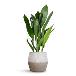 Aspidistra - Cast Iron Plant -Plant potted plants Aspidistra Cast Iron Plant 24x110cm Harley Cement Stone Plant Pot Granite Grey 37x34cm b357b93f 28ad 442a b802 b34516807ecd