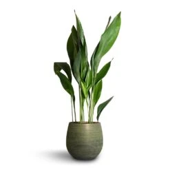 Aspidistra - Cast Iron Plant -Plant potted plants Aspidistra Cast Iron Plant 24x110cm Lydia Plant Pot Shiny Green 31x28cm bdc227fa 823a 4873 85e1 bfbce4f56c1c
