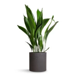 Aspidistra - Cast Iron Plant -Plant potted plants Aspidistra Cast Iron Plant 24x110cm Max Plant Pot Black Washed 30x30cm