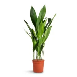 Aspidistra - Cast Iron Plant -Plant potted plants Aspidistra Cast Iron Plant 24x110cm xl