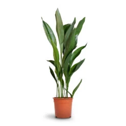 Aspidistra - Cast Iron Plant -Plant potted plants Aspidistra Cast Iron Plant 24x110cm 12d6a488 4f3c 4a98 adc7 228e66c48a6a