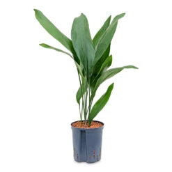 Aspidistra - Cast Iron Plant - HydroCare -Plant potted plants Aspidistra Cast Iron Plant HydroCare 22 19x75cm