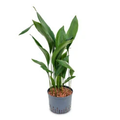 Aspidistra - Cast Iron Plant - HydroCare -Plant potted plants Aspidistra Cast Iron Plant HydroCare 25 19x110cm