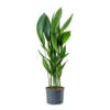 Aspidistra - Cast Iron Plant - HydroCare -Plant potted plants Aspidistra Cast Iron Plant HydroCare 25 19x120cm