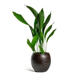 Kae Plant Pot - Mocha -Plant potted plants Aspidistra Cast Iron Plant Kae Plant Pot Mocha 3f386780 9c79 4236 9def 4288bc96eaa8