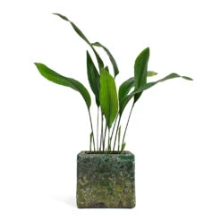 Lava Cube Relic Planter - Jade 28 Lava Cube Relic Planter - Jade -Plant potted plants Aspidistra Cast Iron Plant Lava Cube Relic Planter Jade
