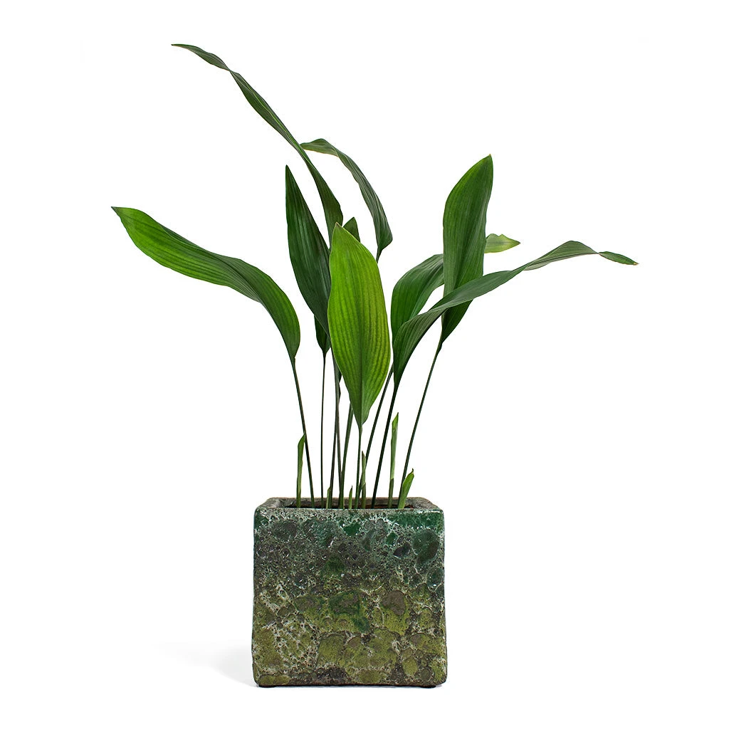 Lava Cube Relic Planter - Jade 15 Lava Cube Relic Planter - Jade - Image 13
