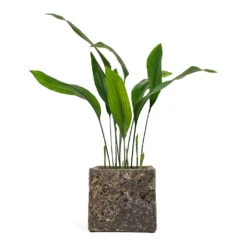 Lava Cube Relic Planter - Rust -Plant potted plants Aspidistra Cast Iron Plant Lava Cube Relic Planter Rust