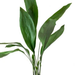 Aspidistra - Cast Iron Plant -Plant potted plants Aspidistra Cast Iron Plant Leaves