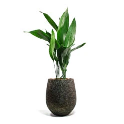Opus Hit Darcy Planter - Gold 34 Opus Hit Darcy Planter - Gold -Plant potted plants Aspidistra Cast Iron Plant Opus Hit Darcy Planter Gold